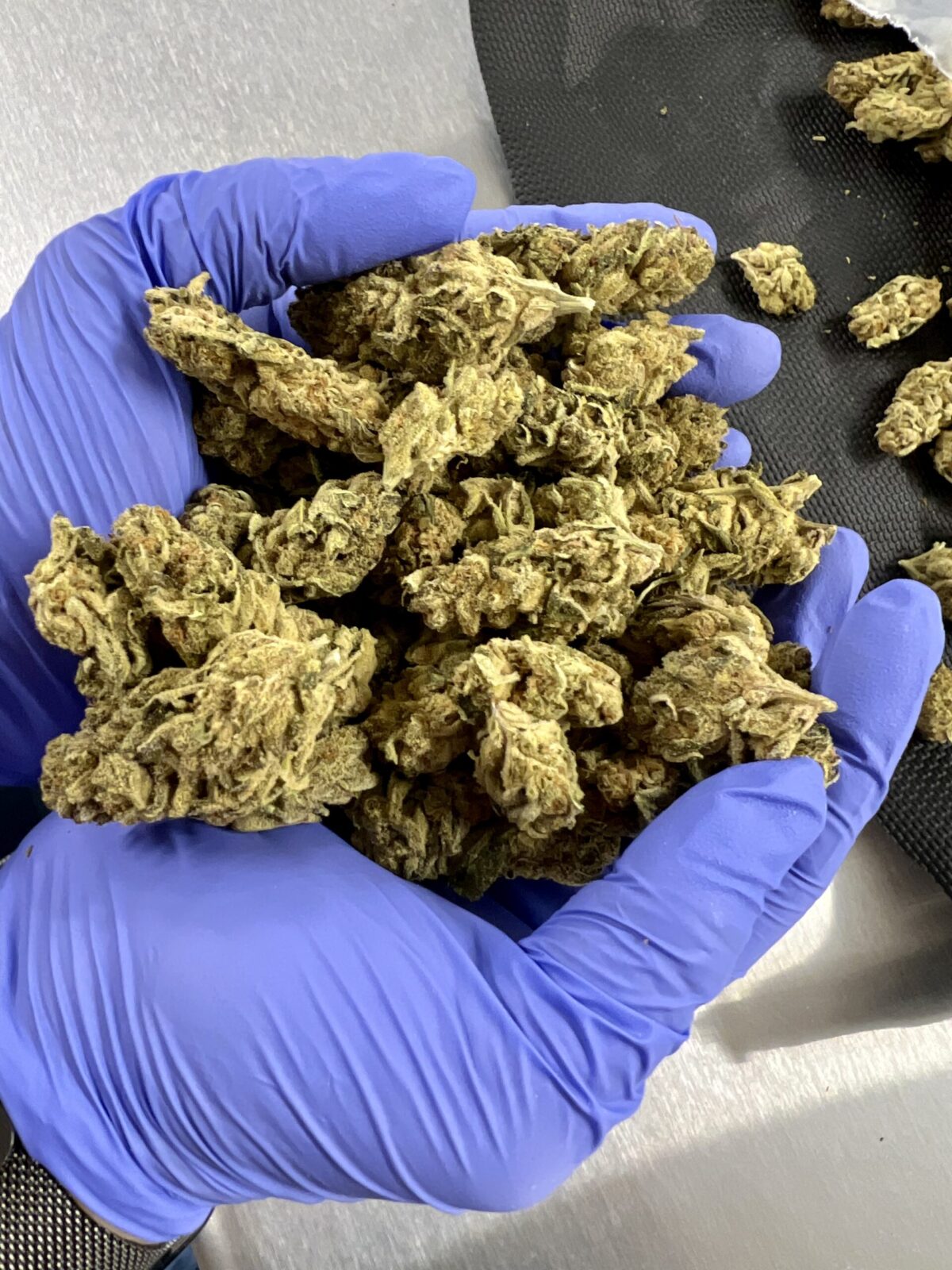 Blue Dream