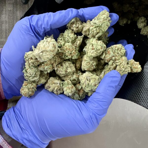Girl Scout Cookies THCA Flower