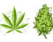 Discover how terpenes and cannabinoids shape the effects of cannabis strains. Find your perfect match at Scarlet Reserve.