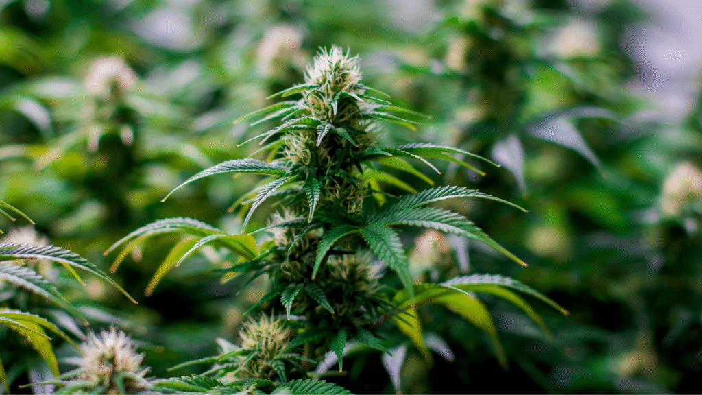sativa-vs-indica-vs-hybrid